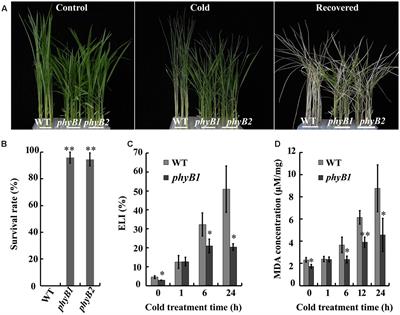 Phytochrome B Negatively Affects Cold Tolerance by Regulating OsDREB1 Gene Expression through Phytochrome Interacting Factor-Like Protein OsPIL16 in Rice